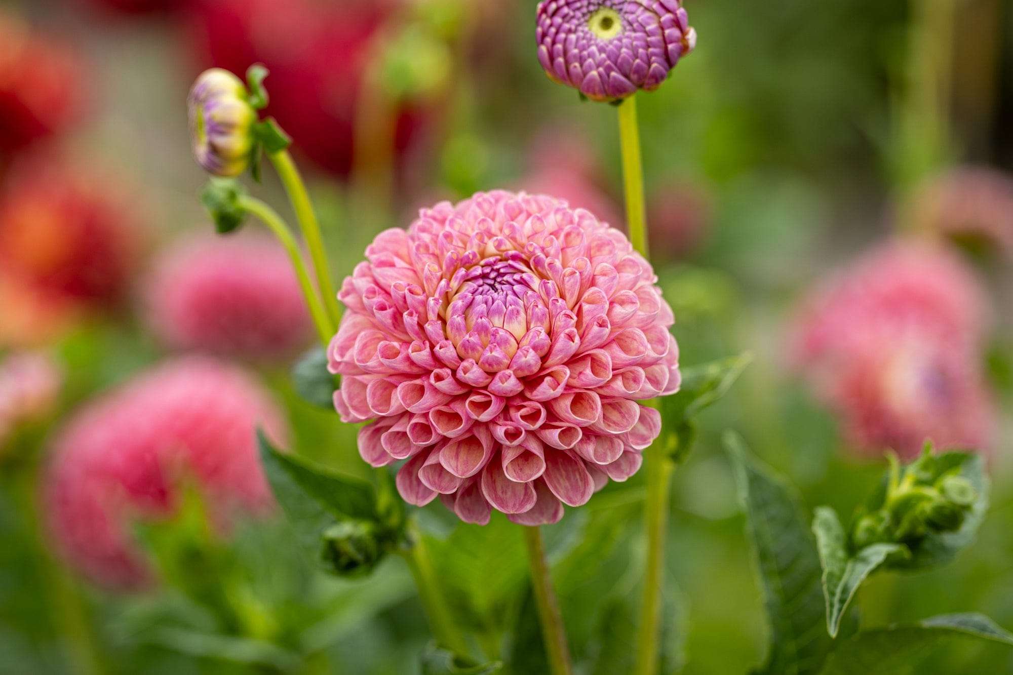 Dahlia 'Jowey Frambo'